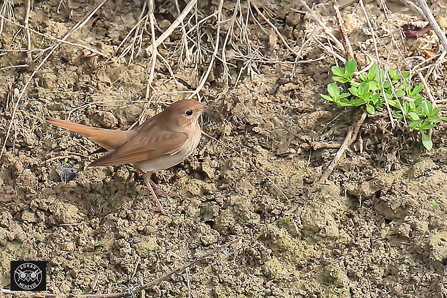 Thrush Nightingale